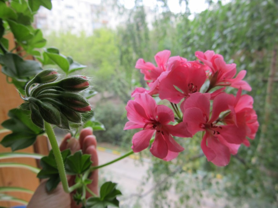 Плющелистная пеларгония Lola