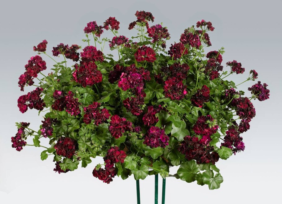 Pac Tommy пеларгония