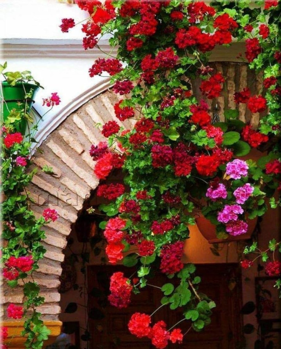 Пеларгония ампельная на балконе