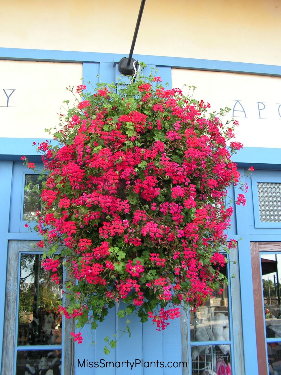 Роза плетистая Лиана