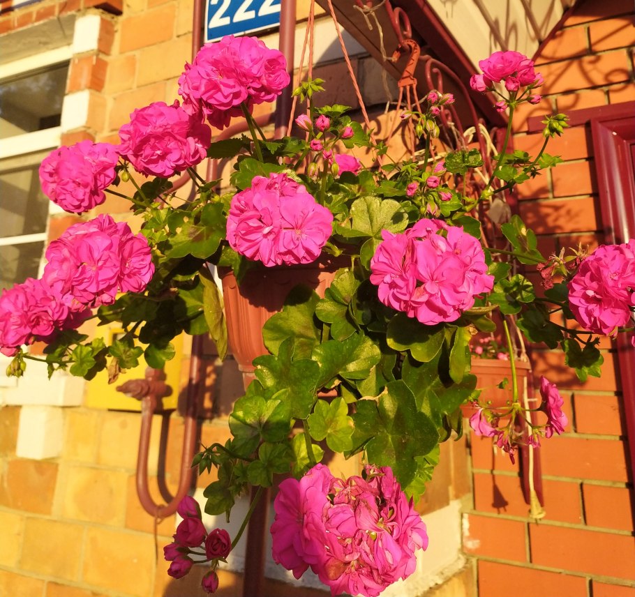 Плетистая герань