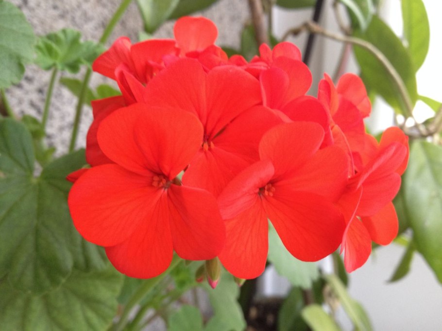 Плетистая герань