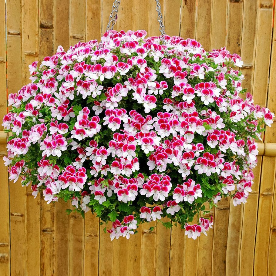 Пеларгония плющелистная ампельная Кристал Квин
