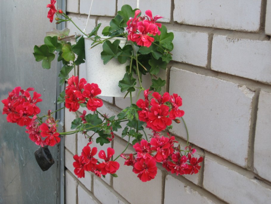 Пеларгония плющелистная Торнадо