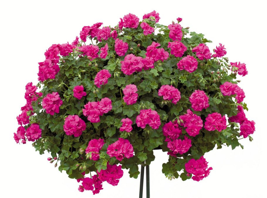 Пеларгония плющелистная