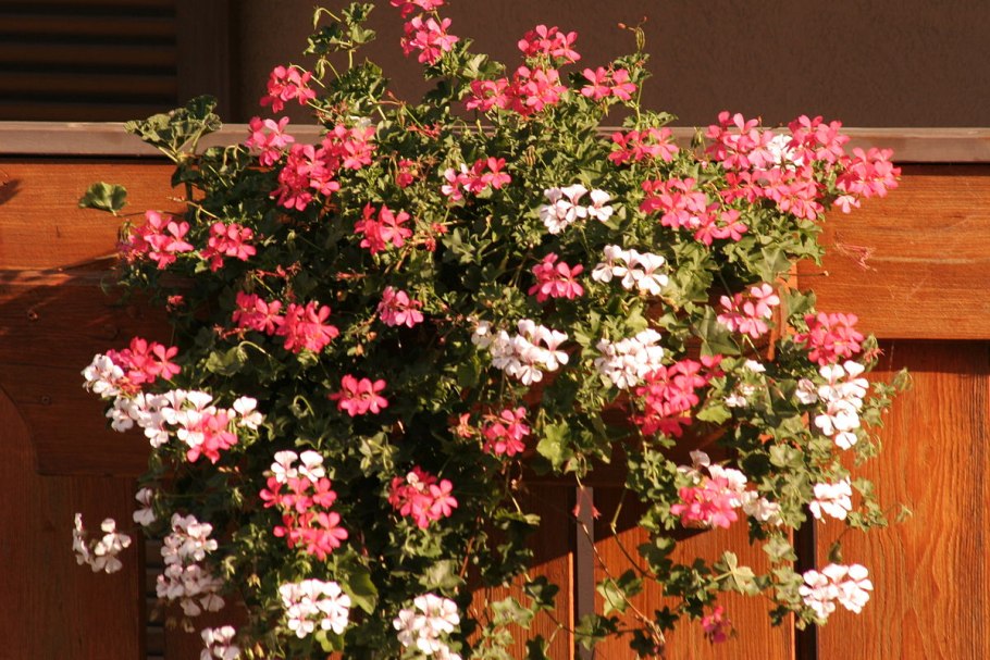 Цветы. Герань плющевидная ампельная