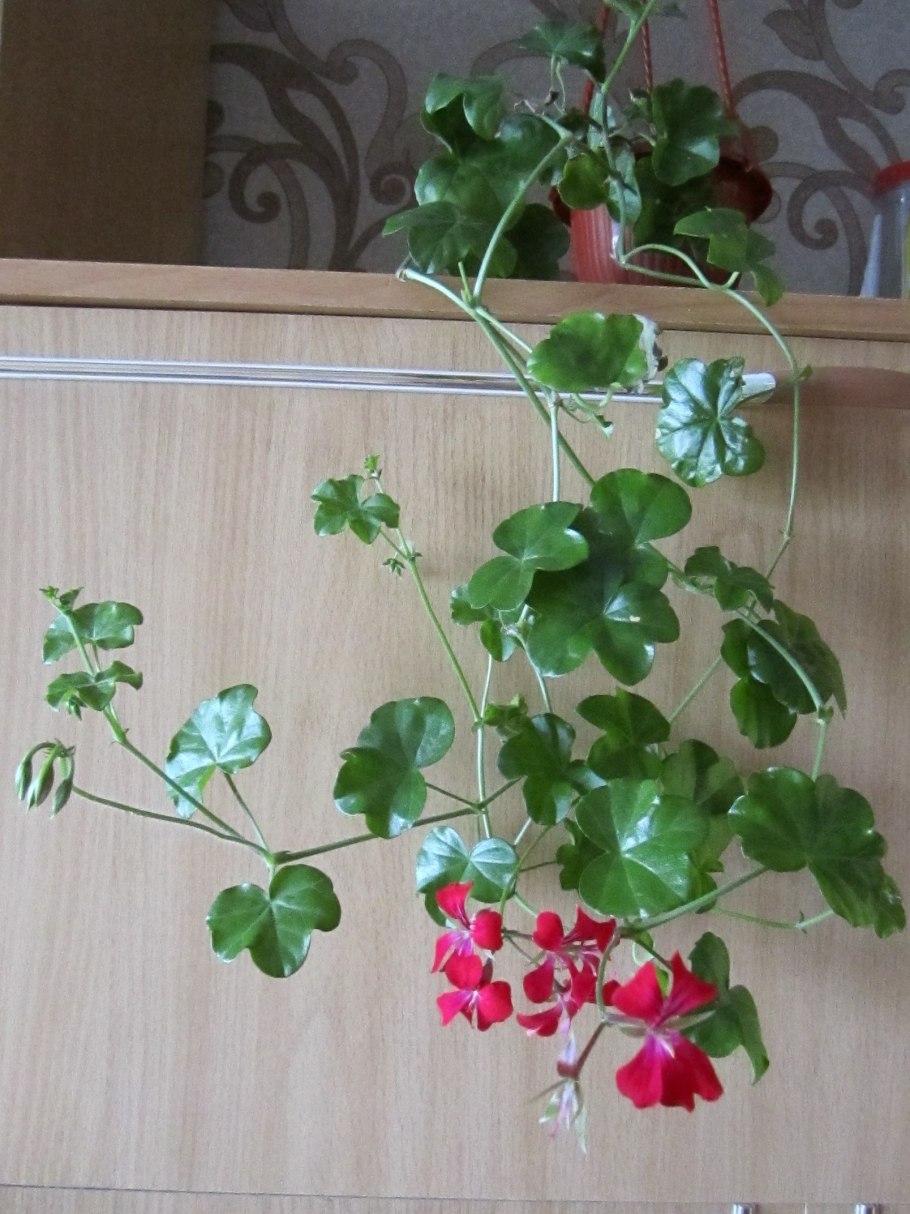 Плющевидная герань