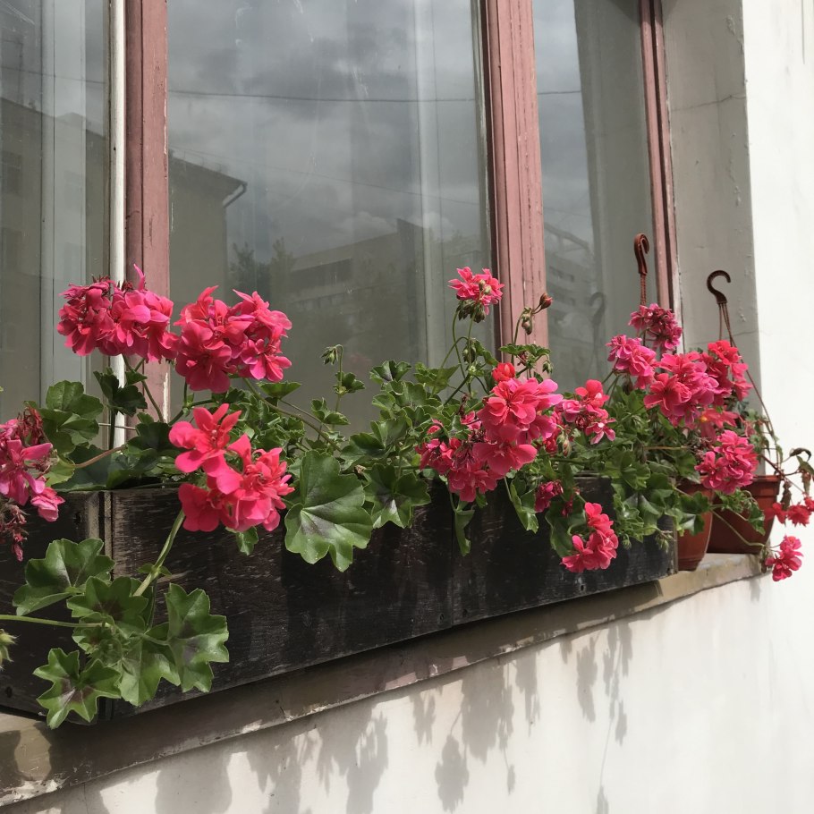 Пеларгония ампельная