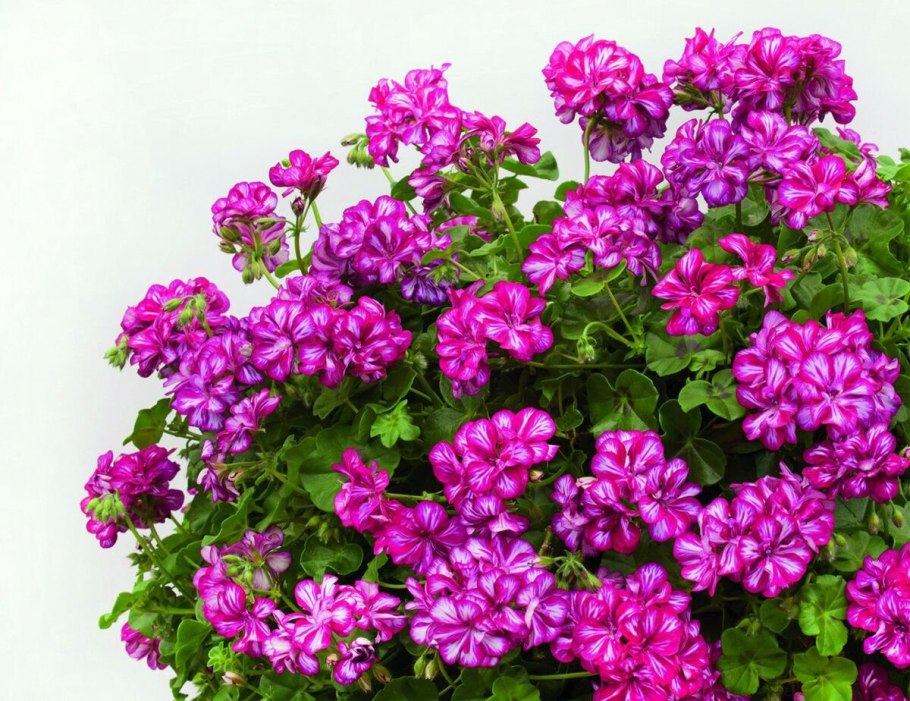 Пеларгония ампельная