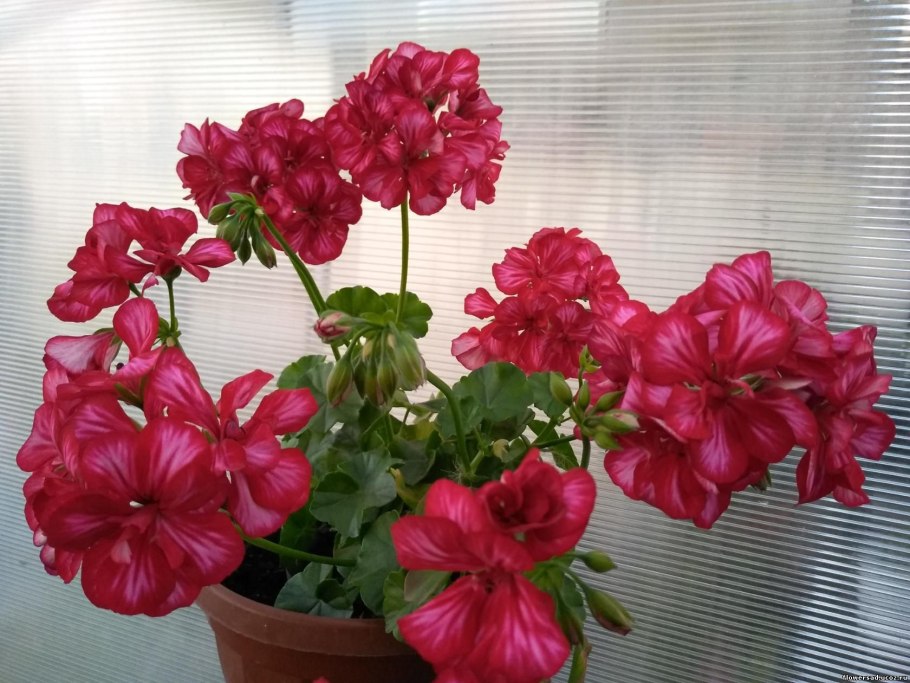 Пеларгония плющелистная Джайнт