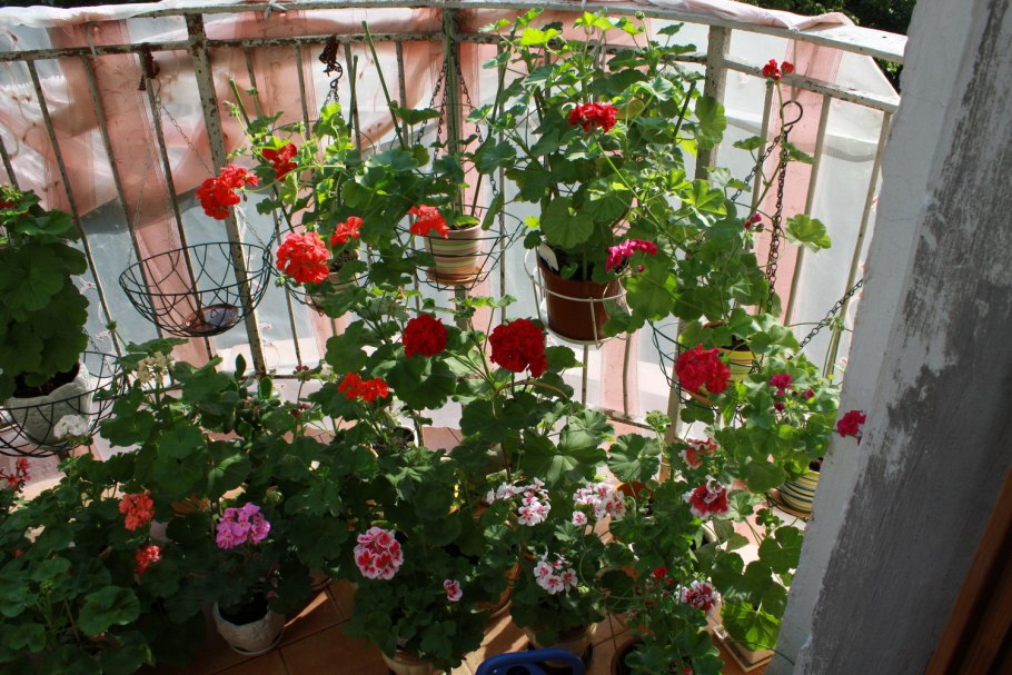 Герань плющелистная ампельная