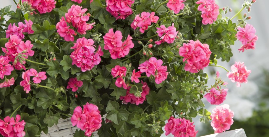 Пеларгония ампельная balkon