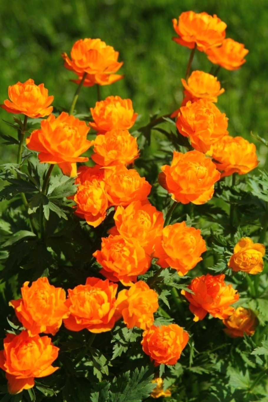 Пионы оранжевые куст