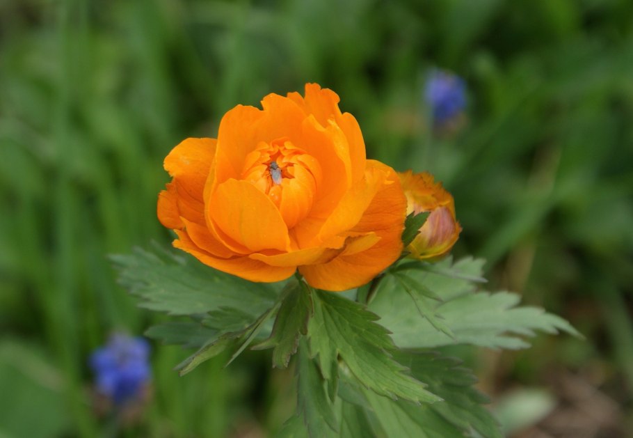 Огонёк цветок полезные свойства