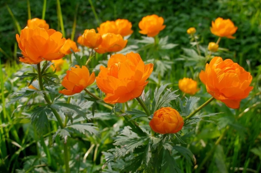 Купальница (Trollius)