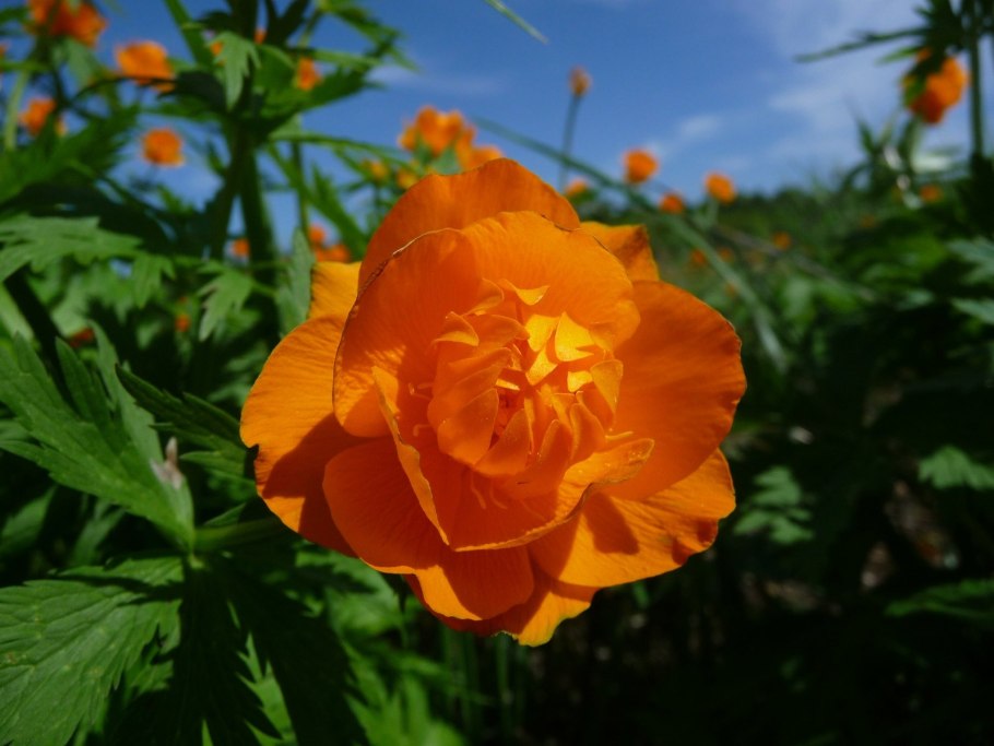 Цветок Сахалинский огонек