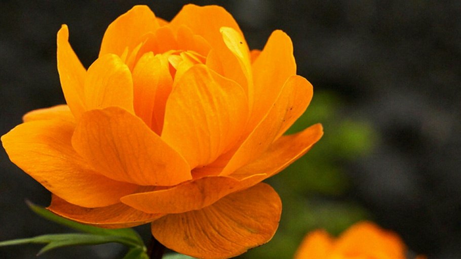 Цветок огонёк садовый