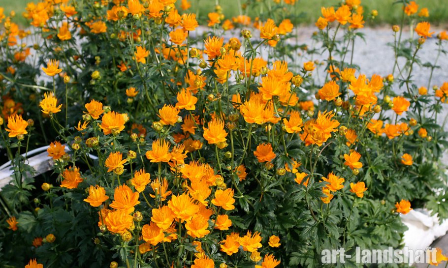 Бальзамин огонек