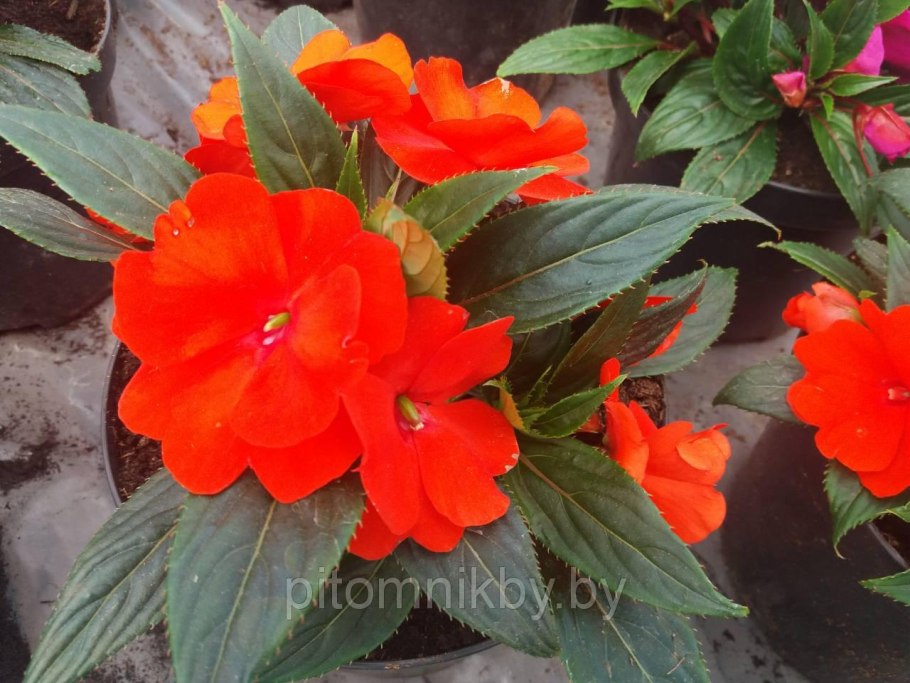 Огоньки цветы