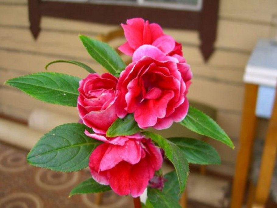 Гравилат чилийский оранжевый