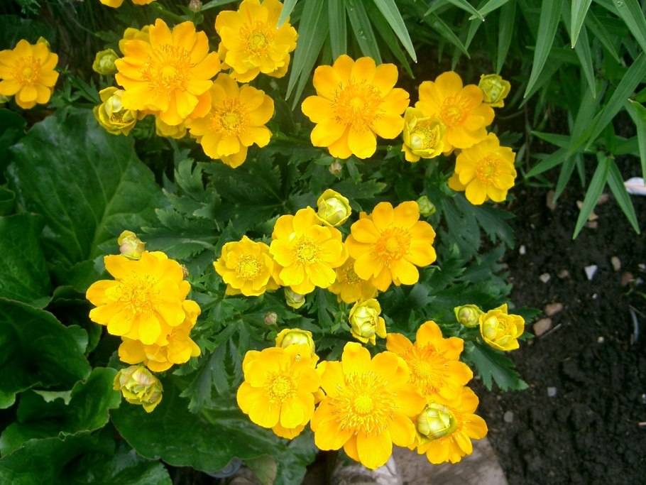 Цветок огонёк садовый