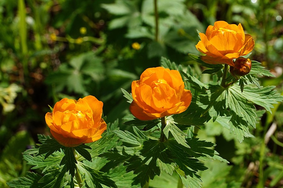 Жарки Сибирские розы