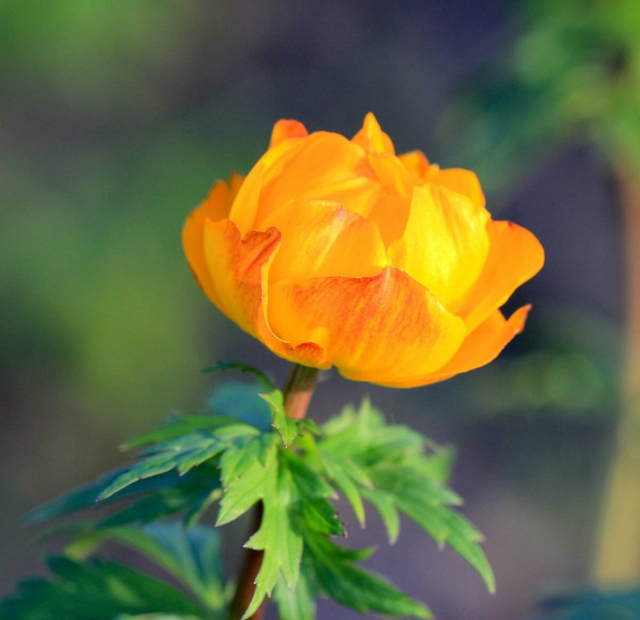 Цветок жарки купальница