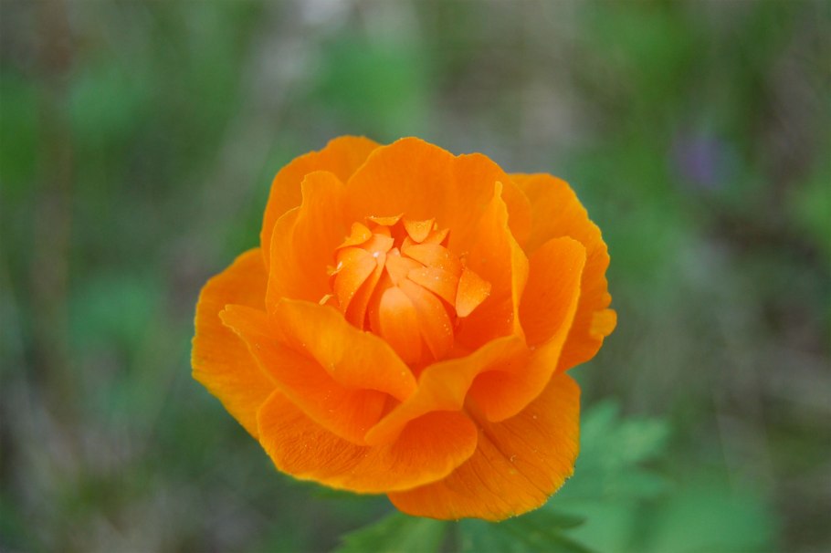 Гравилат ярко-красный Borisii-strain