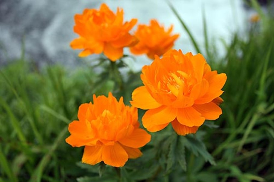 Купальница бесстебельная