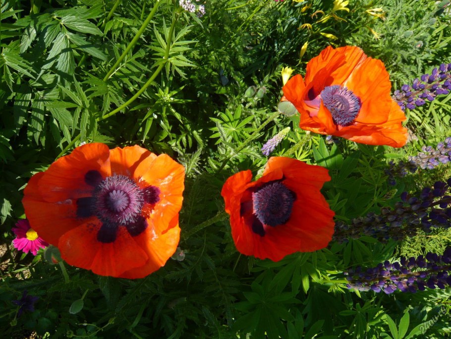 Купальница Золотая