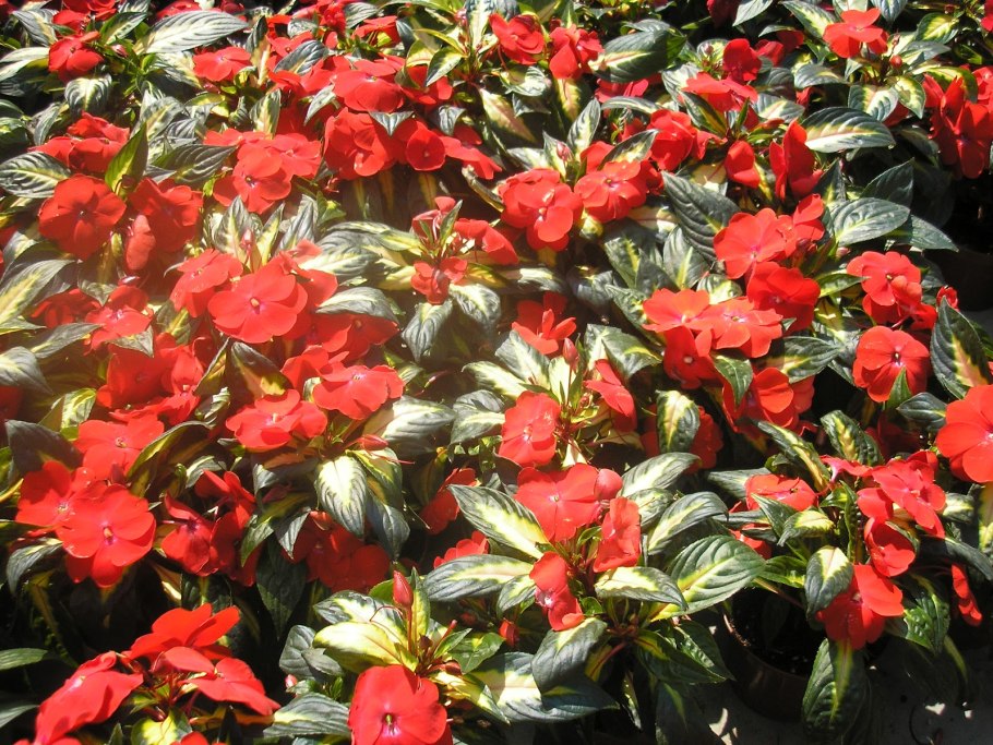 Бальзамин Уоллера рассада