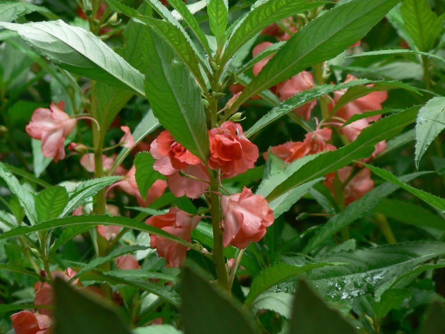 Сибирская купальница жарки