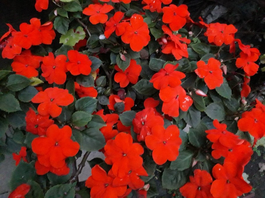 Сибирская купальница жарки