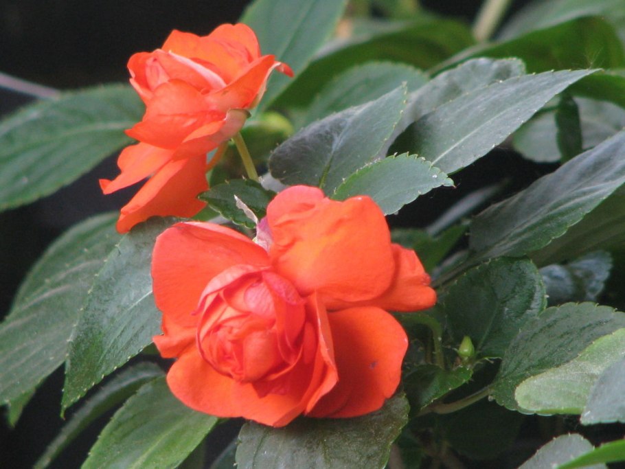 Купальница Садовая