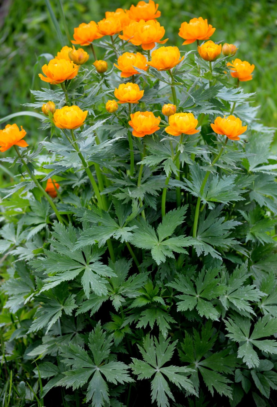 Огоньки - Сибирские розы