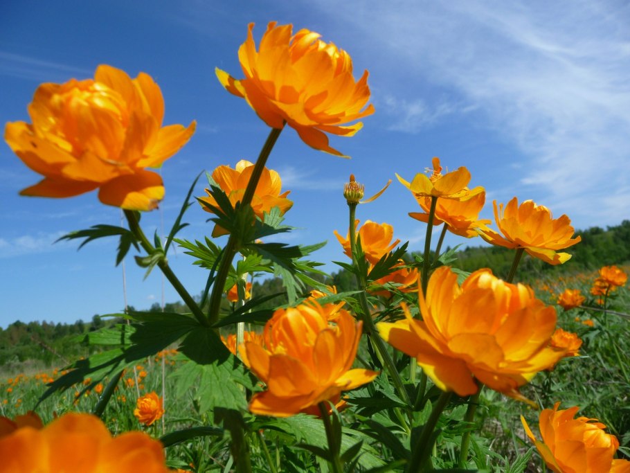 Бальзамин махровый цветок комнатный