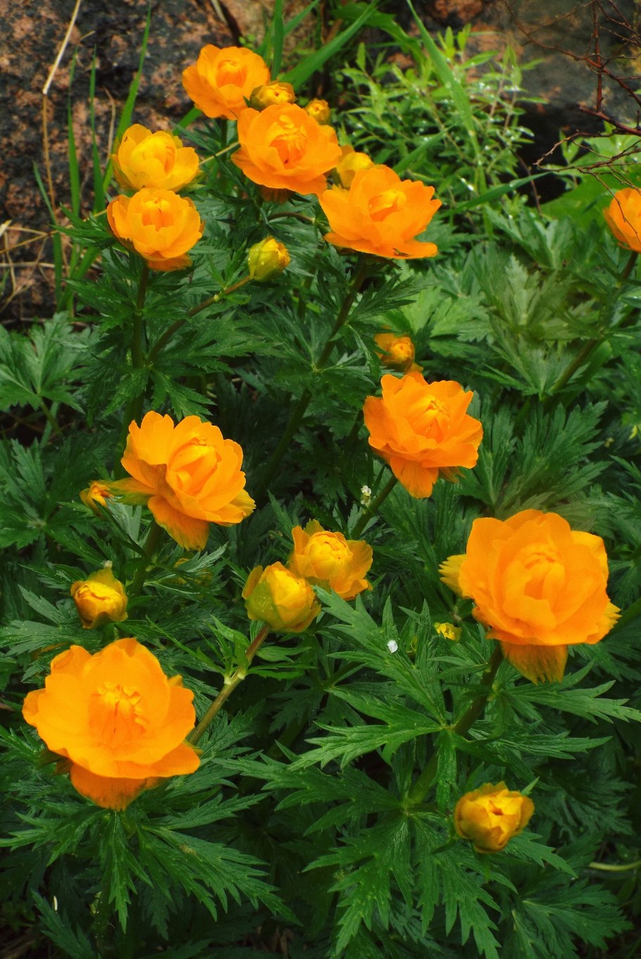 Купальница Trollius chinensis Golden Queen