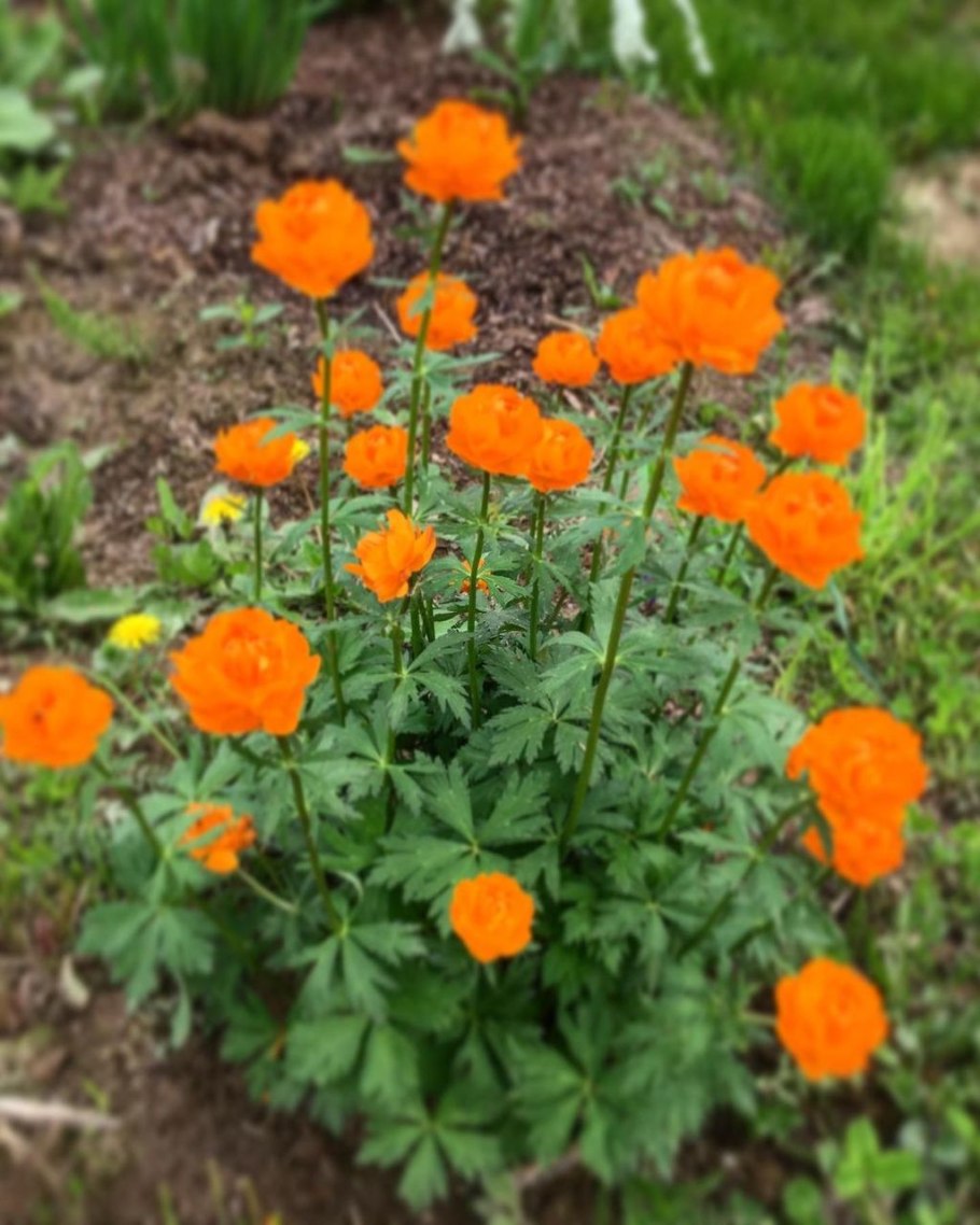 Огоньки купальница