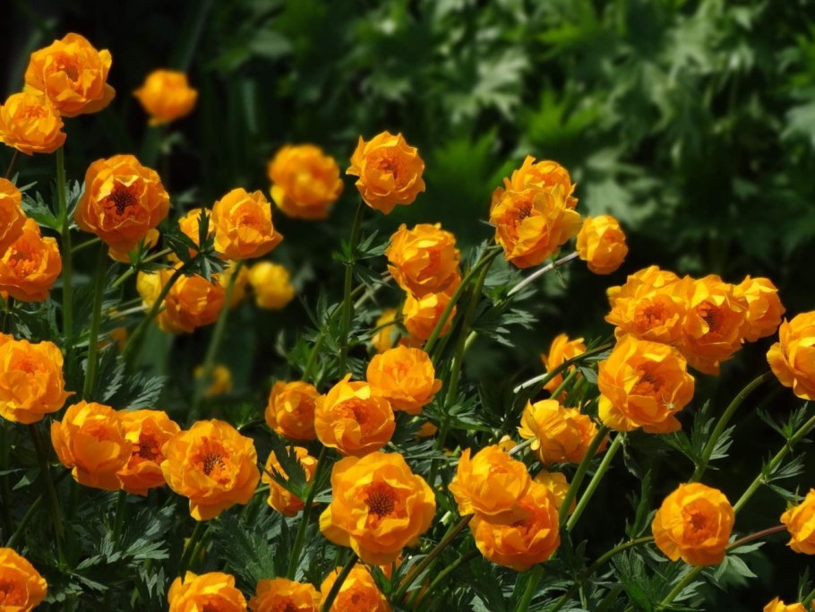 Купальница Садовая оранжевая