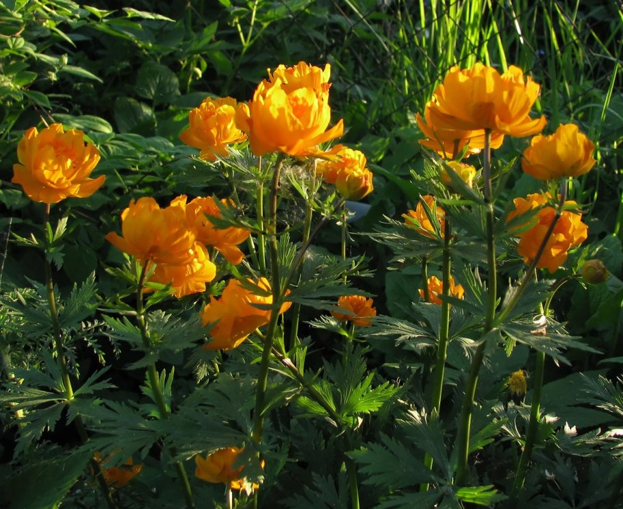 Огоньки купальница