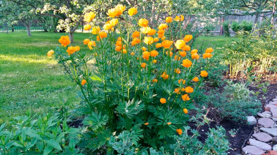 Бальзамин садовый многолетний