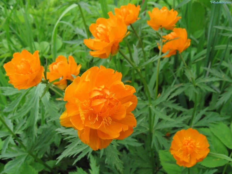 Купальница азиатская огоньки