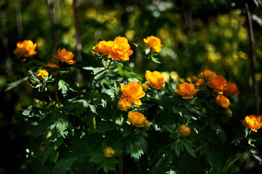 Бальзамин Петерса (Impatiens petersiana)
