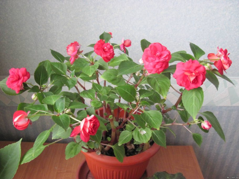 Ванька мокрый цветок