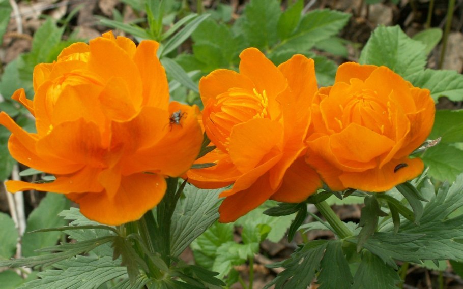 Бальзамин Уоллера коралл