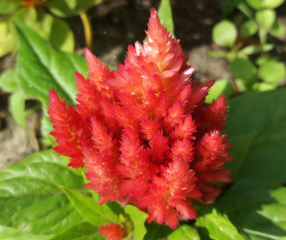 Почвопокровные оранжевые однолетники