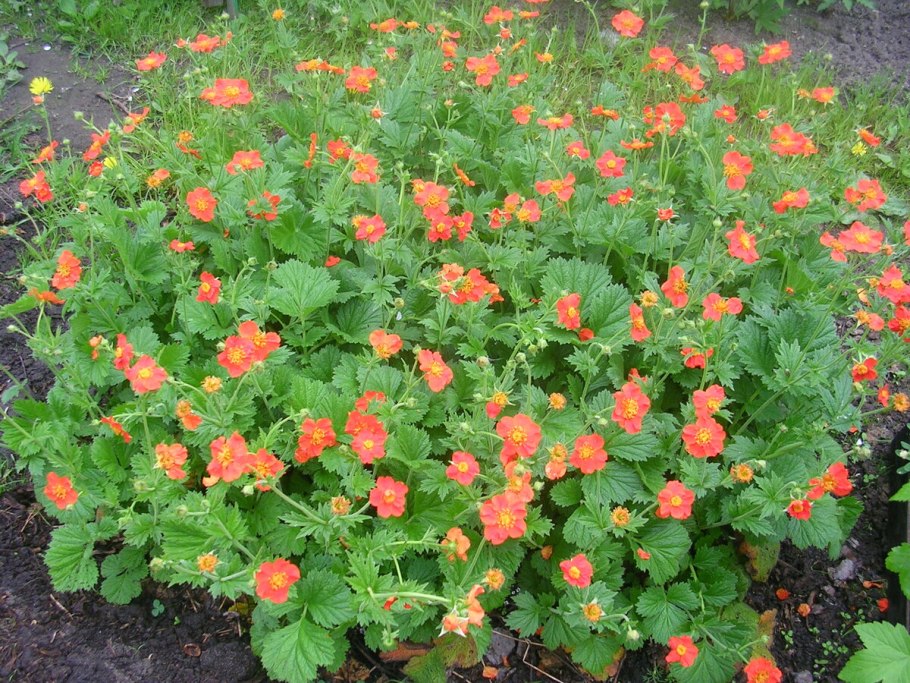 Купальница азиатская огоньки