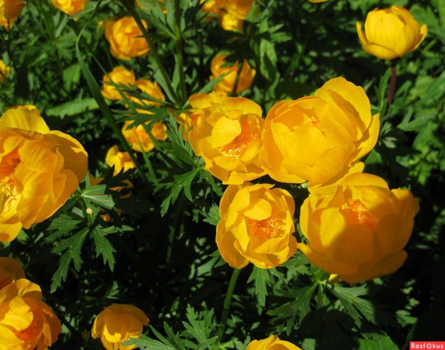 Мокрый Ванька цветок уличный