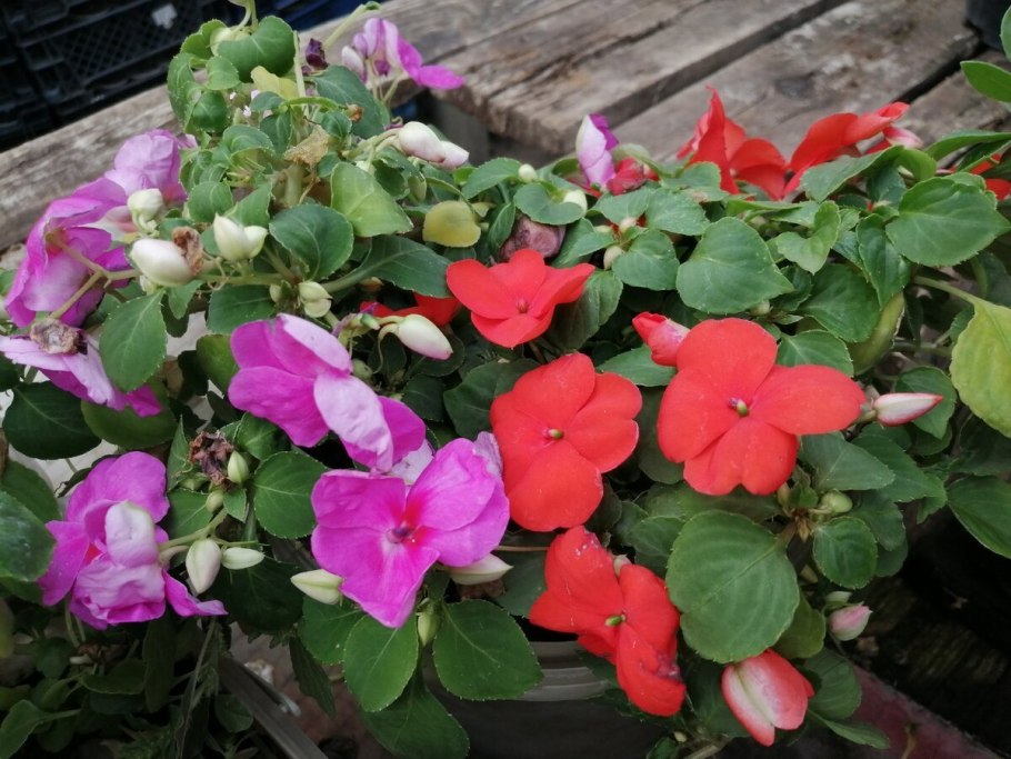 Купальница Садовая