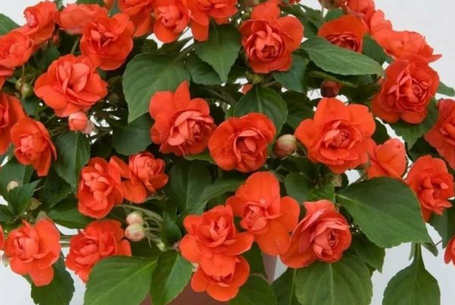 Горный Алтай купальница